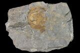 Orange Declivolithus Trilobite (Pos/Neg Split) Morocco #92484-2